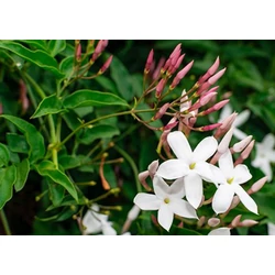 Jasminum polyanthum