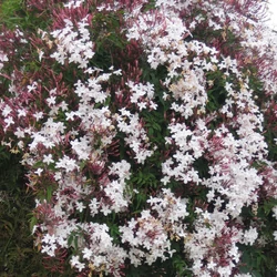 Jasminum stephanense