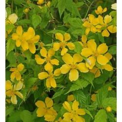 Kerria japonica
