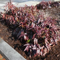 Leucothoe axillaris 'Zeblid'
