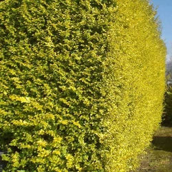 Ligustrum ovalifolium 'Aureum'