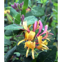 Lonicera heckrottii