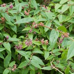 Lonicera henryi