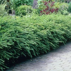 Lonicera nitida 'Maigrün'