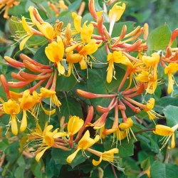 Lonicera tellmaniana