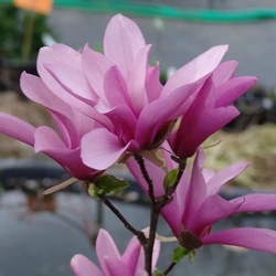 Magnolia 'Betty'