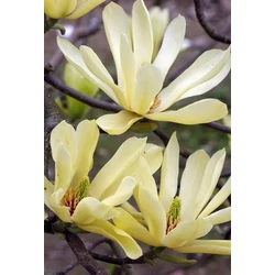 Magnolia 'Butterflies'