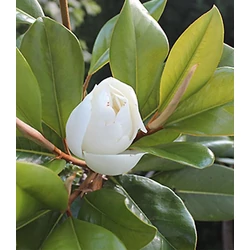 Liliomfa örökzöld krémfehér - Magnolia grandiflora 'Edith Bogue' 60/80cm FL