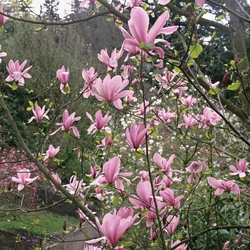 Magnolia 'Galaxy'
