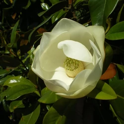 Magnolia grandiflora 'Gallisoniensis Praecox'
