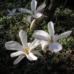 Magnolia kobus