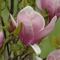 Magnolia 'Lennei'