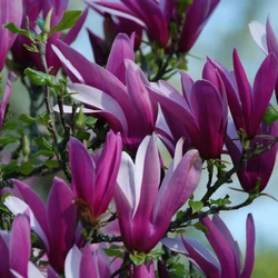 Magnolia liliflora 'Nigra'