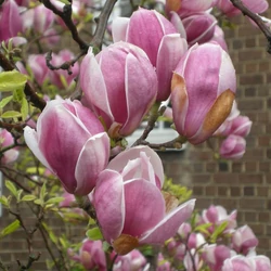 Magnolia soulangeana 'Rustica Rubra'