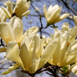 Magnolia 'Yellow Lantern'