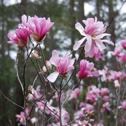 Magnolia loebneri 'Leonard Messel'