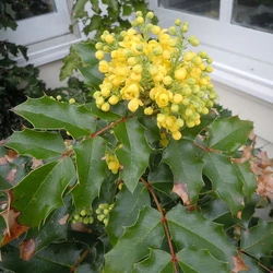Mahonia aquifolium
