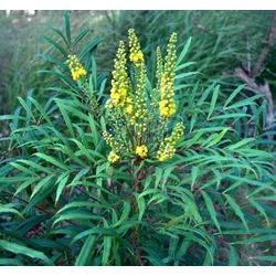 Mahonia eurybracteata