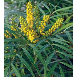 Mahonia eurybracteata 'Soft Caress'