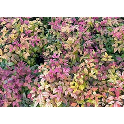 Nandina domestica 'Aka Blush Pink'