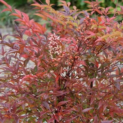 Nandina domestica 'Twilight'