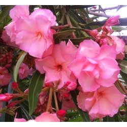 Nerium oleander 'Helia'
