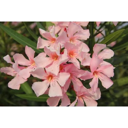 Nerium oleander 'Soleil Levant' 