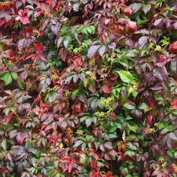 Parthenocissus quinquefolia