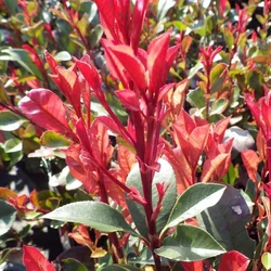 Photinia fraseri 'Carre Rouge'