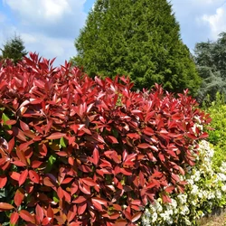 Photinia fraseri 'Red Select'