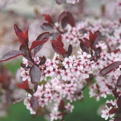 Prunus cistena