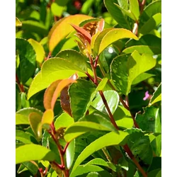 Babérmeggy portugál bronzos hajtású - Prunus lusitanica 'Tico' 60/80cm K5l