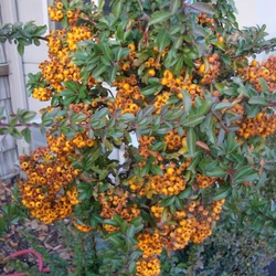 Pyracantha 'Teton'