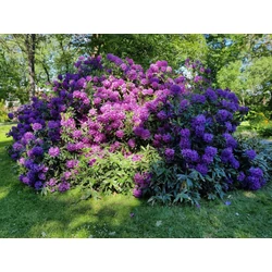 Rhododendron 'Lee's Dark Purple'