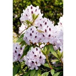 Rhododendron dwarf 'Purple Pillar'