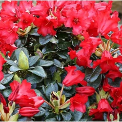 Havasszépe skarlátvörös törpe - Rhododendron 'Bengal' 20/30cm K1,5l