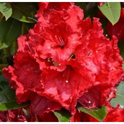Rhododendron 'Red Jack'