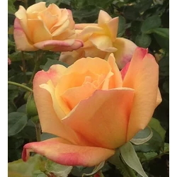 Rosa Sutter's Gold
