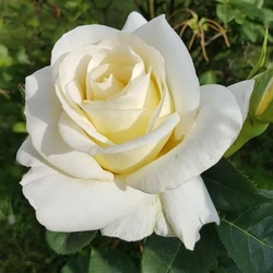 Rosa 'Bianca'