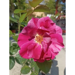 Rózsa futó rózsaszín-fehér cirmos - Rosa 'Csíkos' 30/40cm K2l