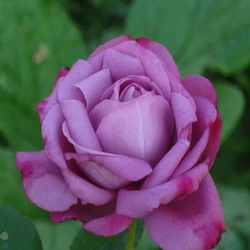 Rosa 'Eminence'