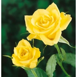 Rosa 'Golden Leader'