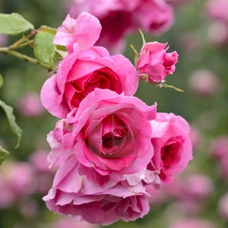 Rosa 'Parade'