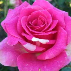Rosa 'Réka'