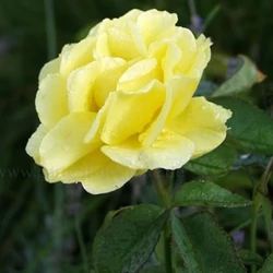 Rosa 'Tournee'