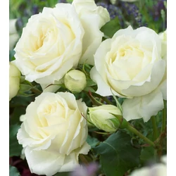 Rosa 'White Symphony'