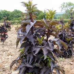 Sambucus nigra 'Black Tower'
