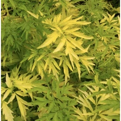 Sambucus racemosa 'Sutherland Gold'