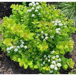 Spiraea betulifolia 'Tor Gold'