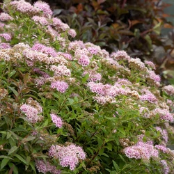 Spiraea japonica 'Little Princess'